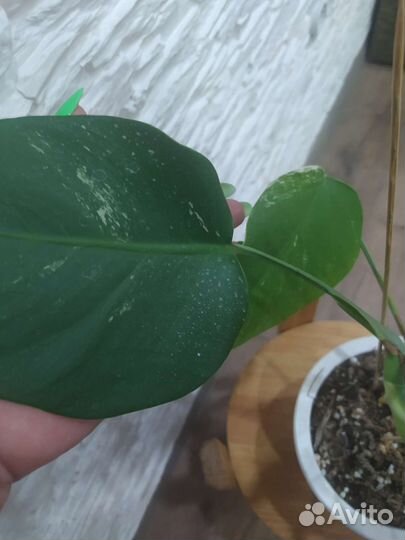 Монстера альба