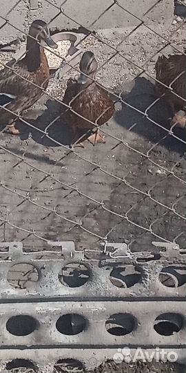 Утки подсадные для охоты