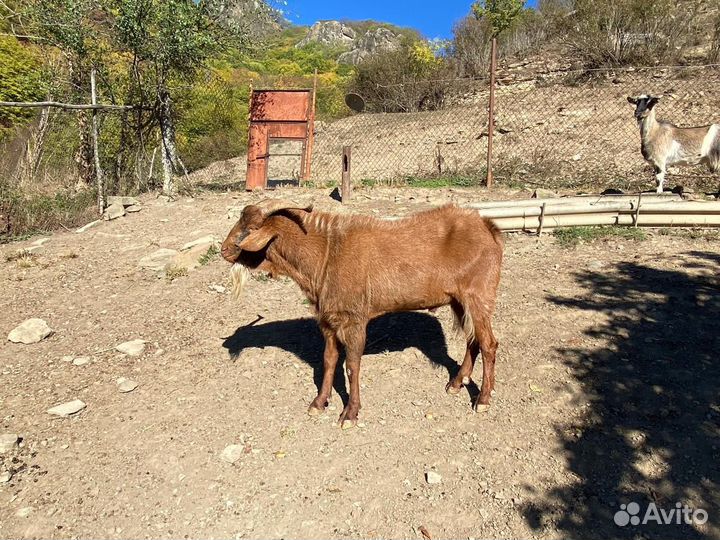 Нубийский козел