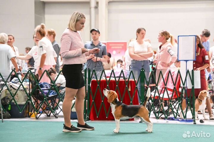 Вязка кобель бигль