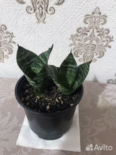 Комнатные растения