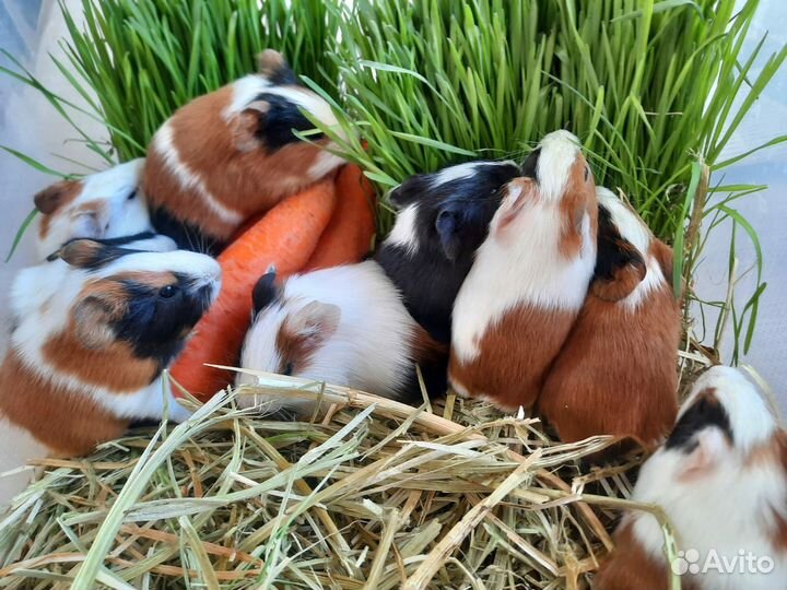 Морские свинки опт