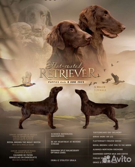 Лучшие из ретриверов