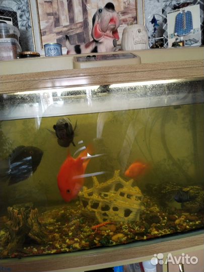 Аквариум с тумбой и рыбками