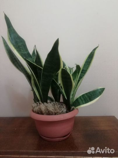 Сансевиерия сортовая