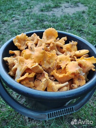 Грибы лисички