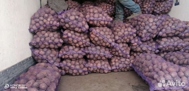 Семенной картофель