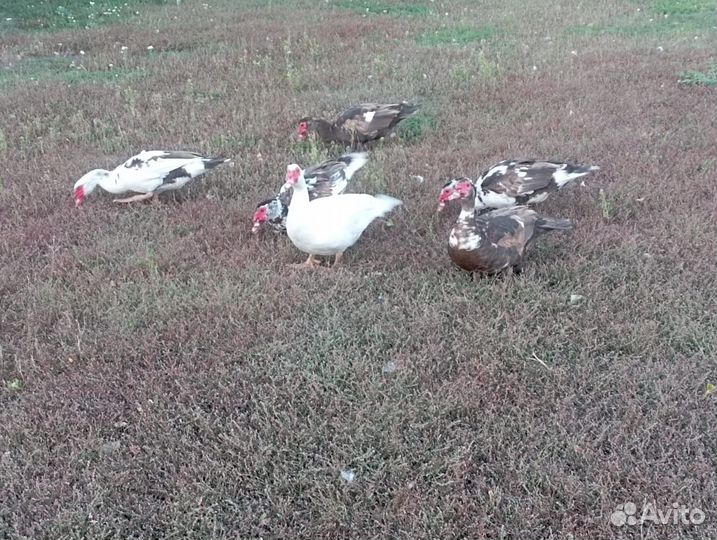 Мускусные утки