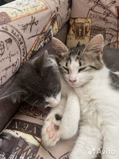 Котята ищут семью