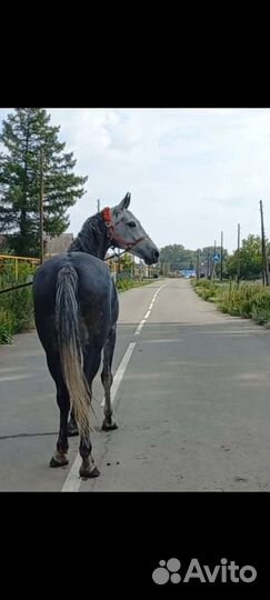 Орловская кобыла