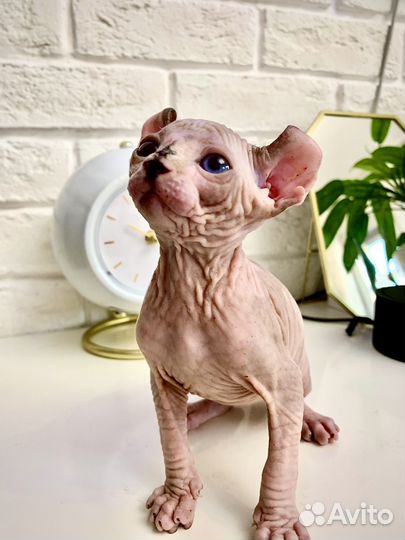 Котенок Эльф