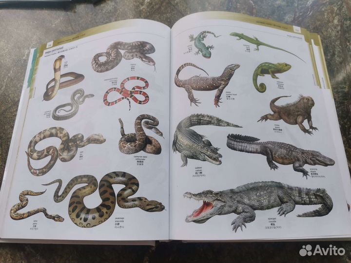 Большой визуальный словарь