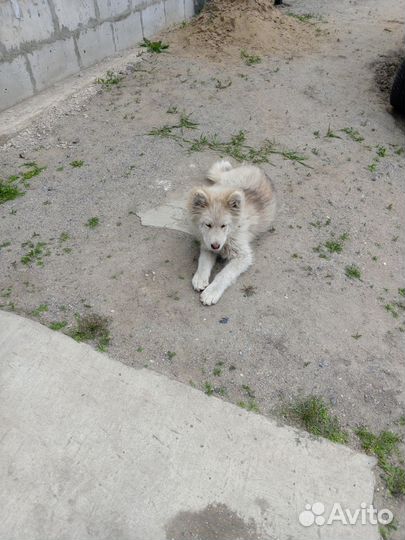 Найдена собака