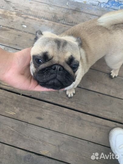 Мопс девочка