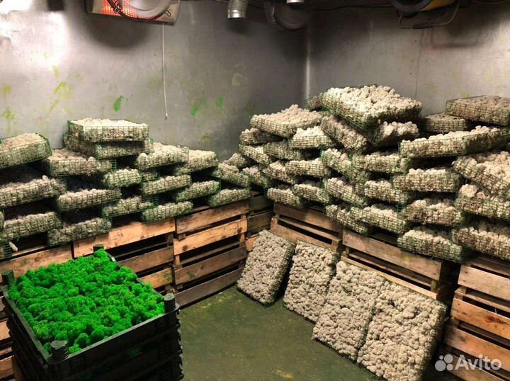 Стабилизированный мох опт розница