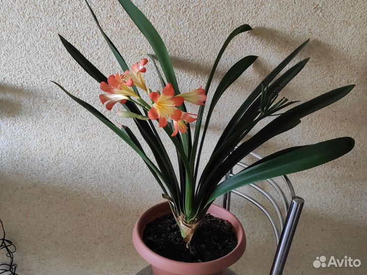 Кливия 56 см