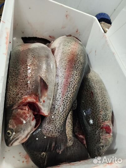Форель морская с доставкой опт и икрой