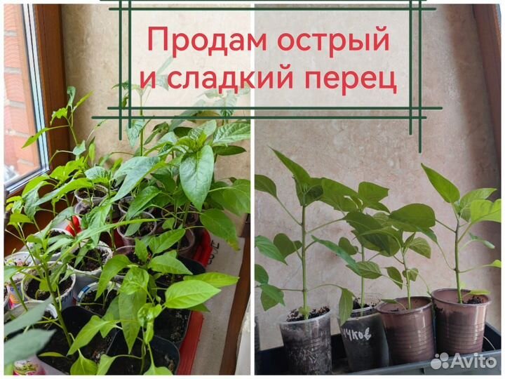 Рассада перца