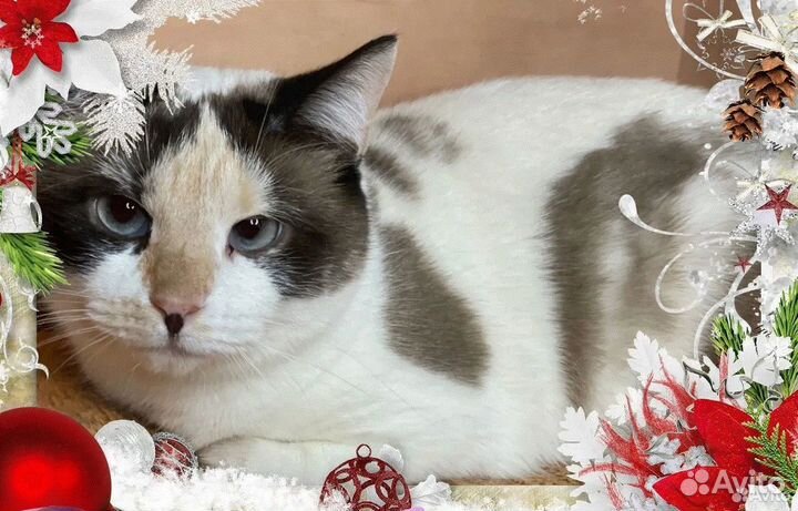 Чудесная голубоглазая Тинки ищет передержку дом