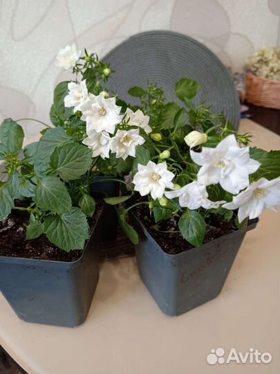 Кампанула махровая