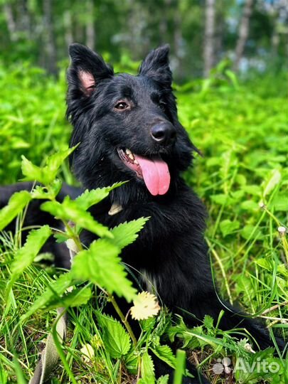 Собака из приюта ищет дом