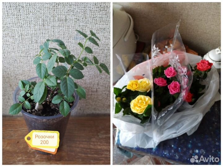 Комнатные цветы