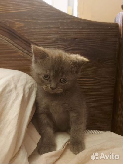 Шотландский котик