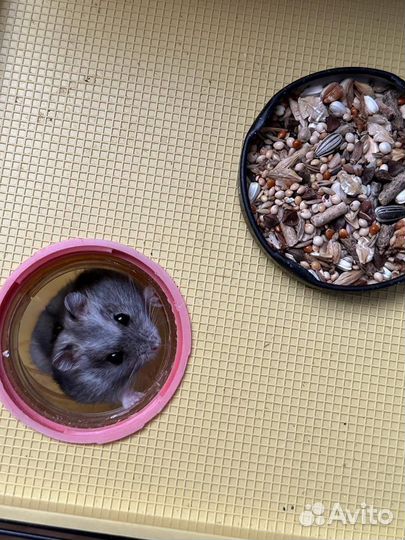 Хомяки с клеткой (полный комплект)