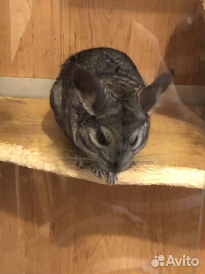 Витрина и две шиншиллы