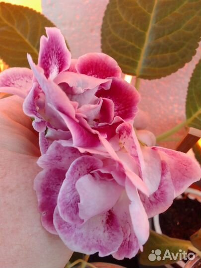 Детки глоксинии