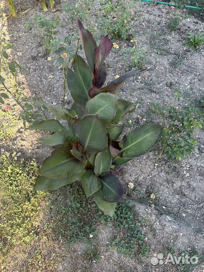 Растения для сада