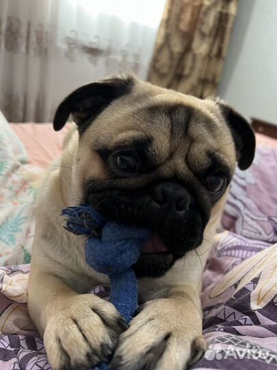 Вязка мопсик