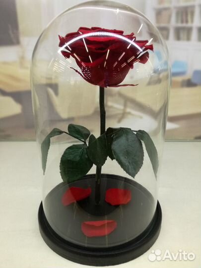 Розы в колбе, цветы в вакууме,подарок к выпускному