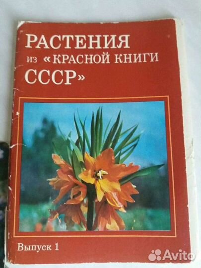 Растения из Красной книги СССР