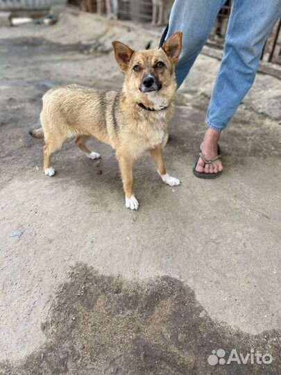 Маленькая собака в добрые руки