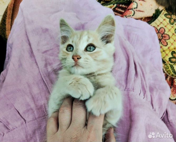 Котята в добрые руки рыжий серый чёрный кот