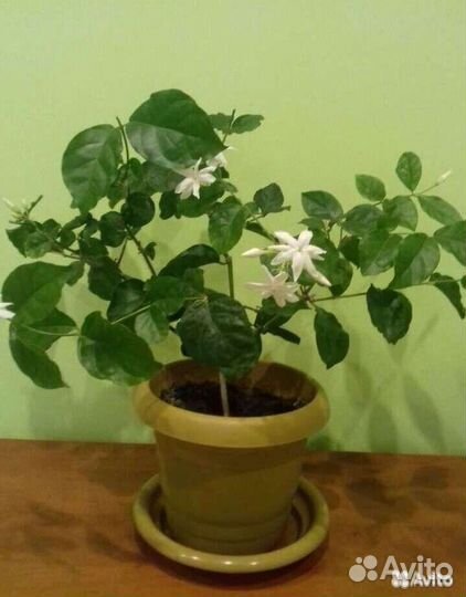 Жасмин Самбак