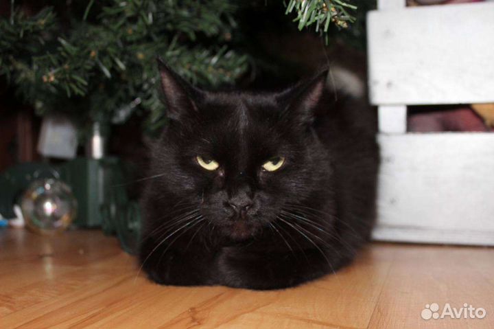 Черная кошечка