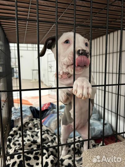 Щенки питбультерьера