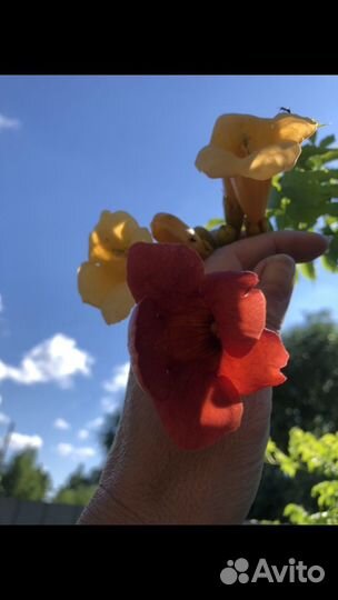 Кампсис, Дриада, живучки