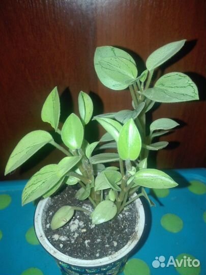 Комнатные растения, излишки коллекции. часть 2