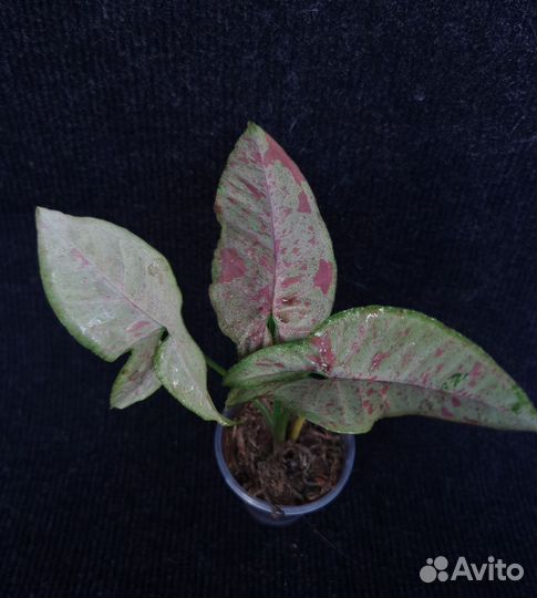 Сингониумы сортовые