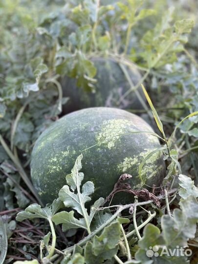 Арбуз атаман