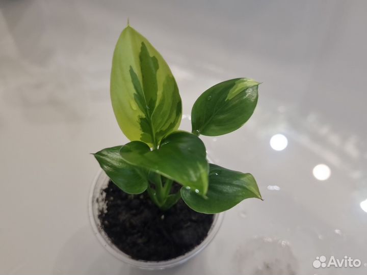 Спатифиллум Волшебник wizard