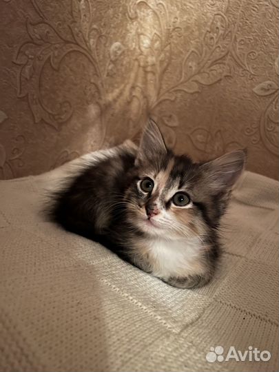 Четыре сладких чуда. Котята от кошки Сибирячки