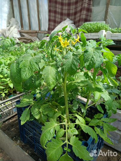 Рассада цветы и овощей