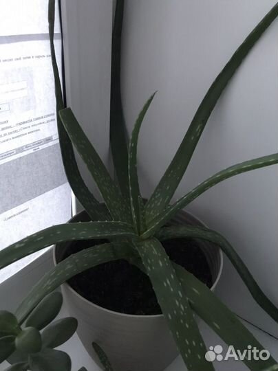 Алоэ вера цветок