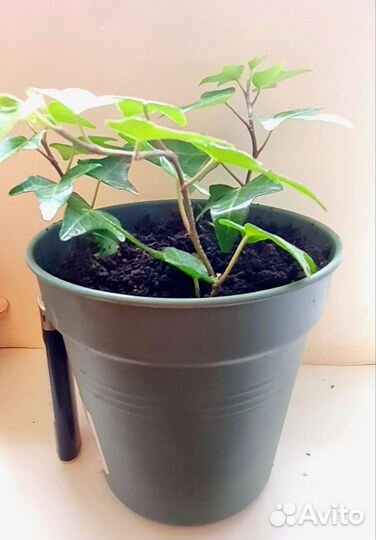 Плющ хедера