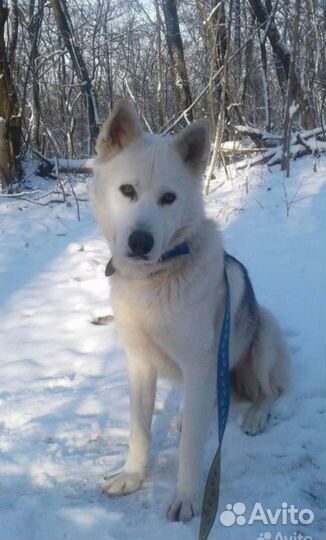 Хаски в добрые руки