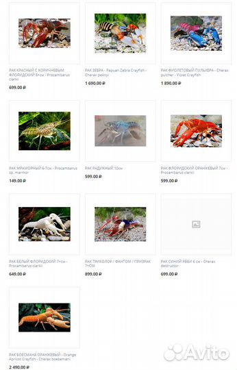 Аквариумные раки в ассортименте Магазина